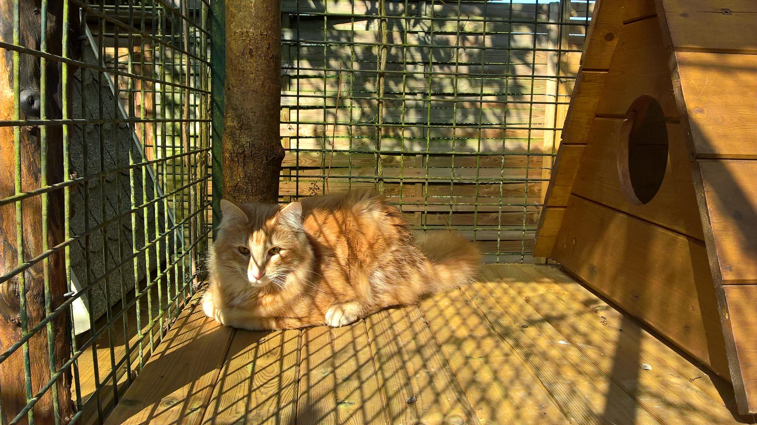 Chat montceau les mines